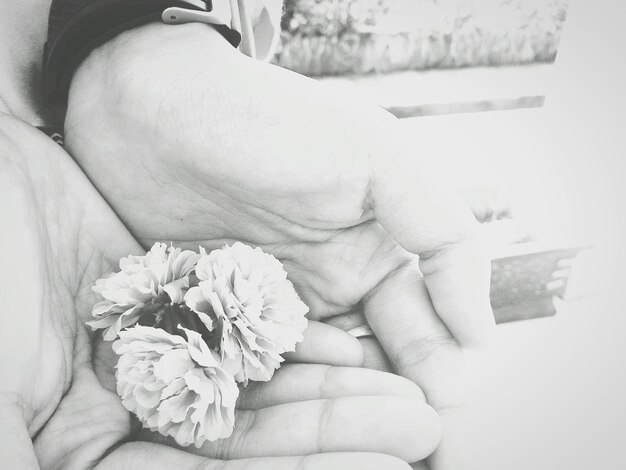 Photo cropped hands of woman holding flower