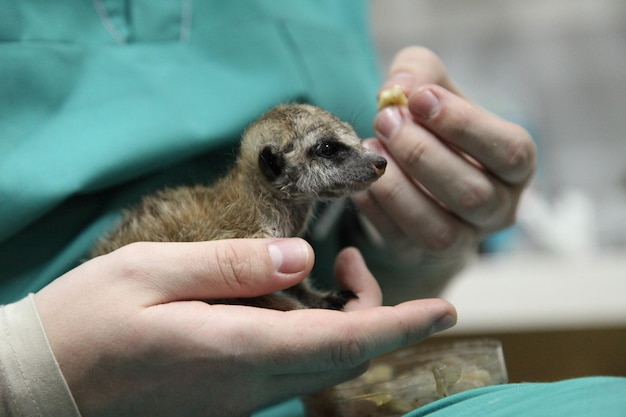 Foto mani tagliate di una donna che tiene un meerkat