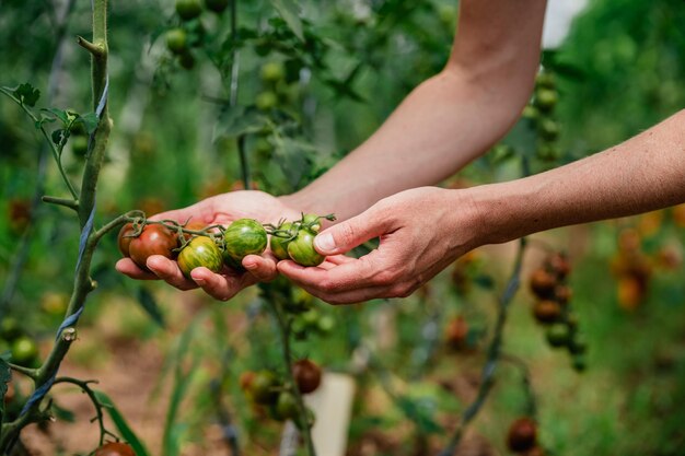 Photo cropped hands of woman holding tomatoes on plant