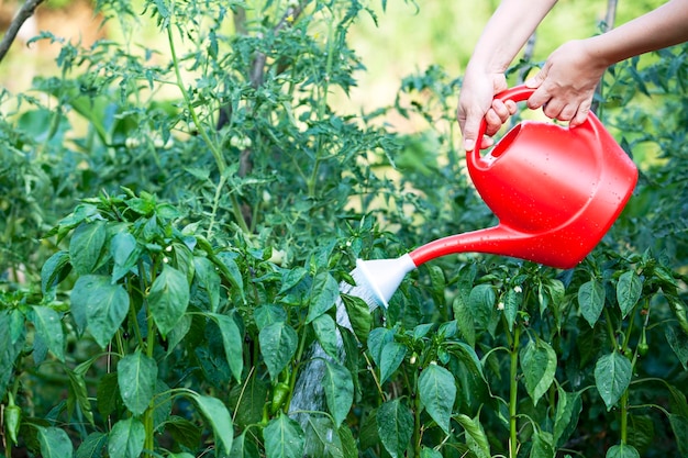 Cropped hands of woman watering plants in garden