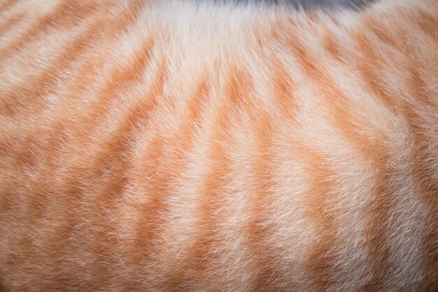 Photo cropped image of cat hair