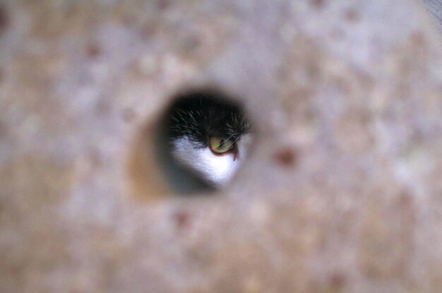 Photo cropped image of cat seen through hole