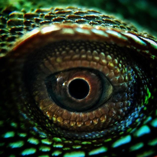 Photo cropped image of chameleon eye