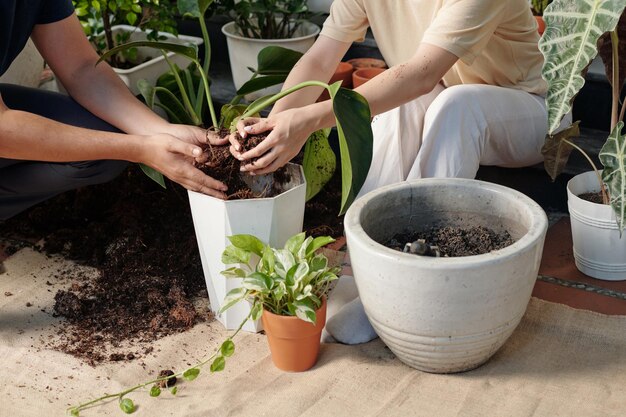 花を植え替え、古い根をきれいにし、もつれを解くカップルのトリミングされた画像