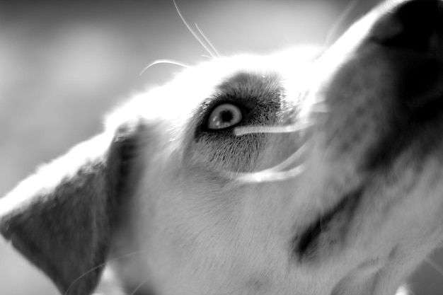 犬の頭のカットされた画像