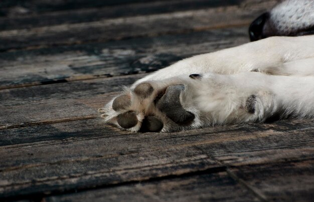 cropped image of dog lying on wooden floor