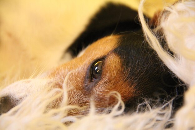 Photo cropped image of dog resting on rug