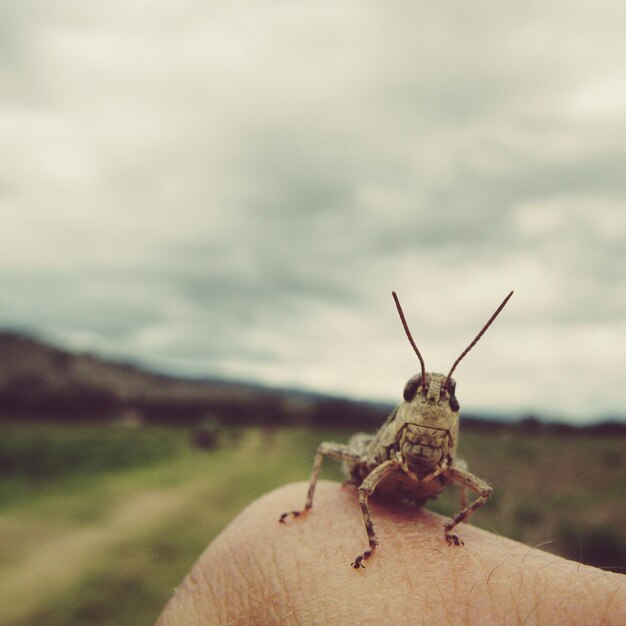 Foto immagine ritagliata di un dito che tiene una cavalletta contro il cielo