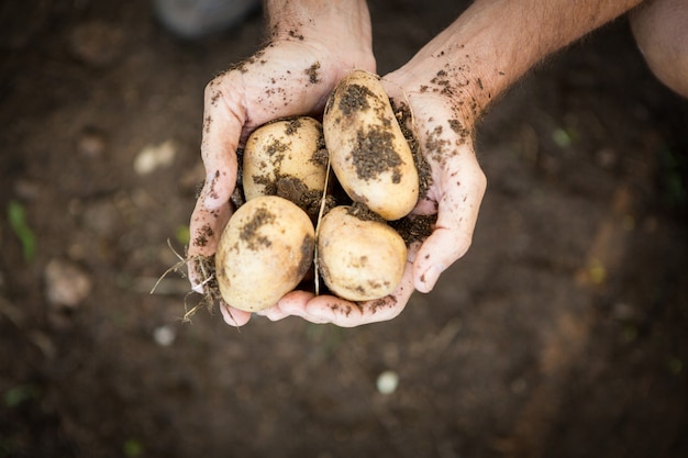農場で汚れた新鮮なジャガイモを保持している庭師の画像をトリミング