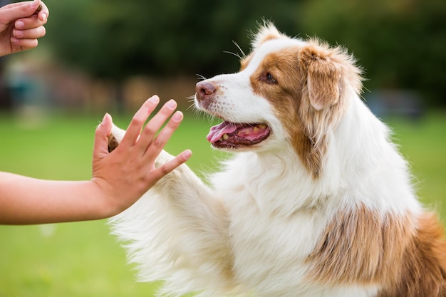 オーストラリア の 羊飼い に ハイファイブ を する 女の子 の 切り取ら れ た 画像