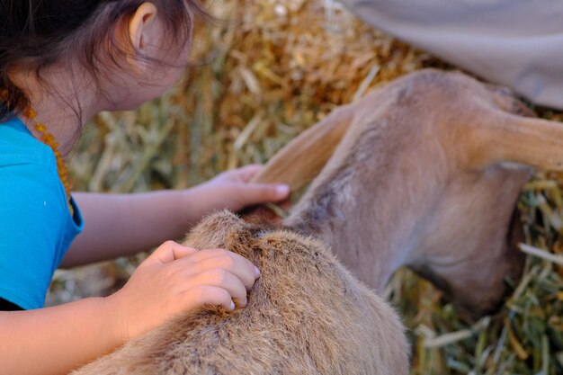 Foto immagine ritagliata di una ragazza che accarezza una capra mentre pasca sul campo