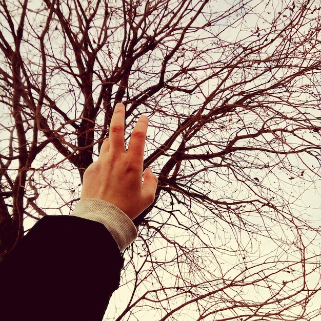 Cropped image of hand against bare tree