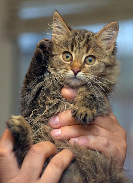 Foto immagine ritagliata di un gatto che mangia con la mano