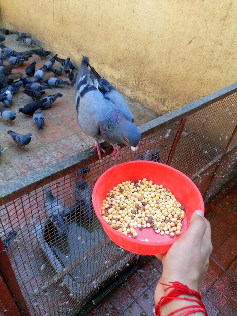 Foto immagine ritagliata di un piccione che mangia a mano appollaiato su una recinzione