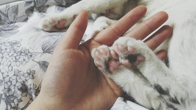 ベッドに猫の足を握っている手のカットされた画像