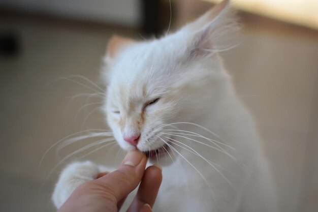 Foto immagine ritagliata di un gatto che tiene la mano