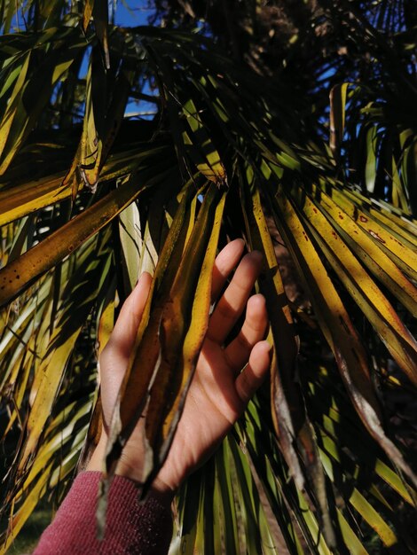 Foto immagine ritagliata di una mano che tiene una palma da cocco