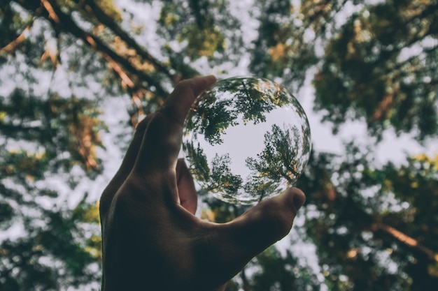 Foto immagine ritagliata di una mano che tiene una palla di cristallo contro un albero