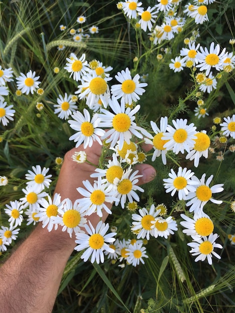 Foto immagine ritagliata di una mano che tiene in mano delle margherite