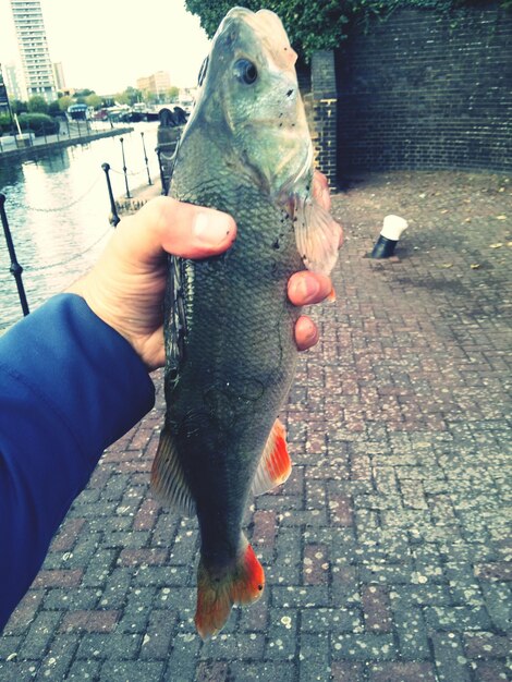 Foto immagine ritagliata di una mano che tiene un pesce morto vicino al fiume