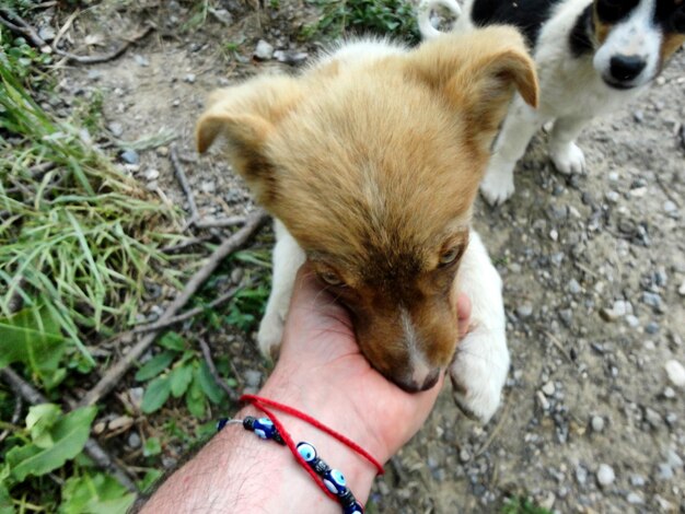 Foto immagine ritagliata di un cane che tiene la mano