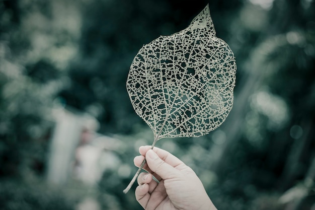 Foto immagine ritagliata di una mano che tiene una foglia secca