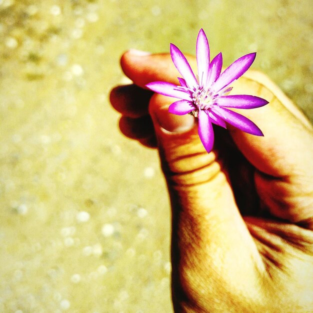 Foto immagine ritagliata di una mano che tiene un fiore