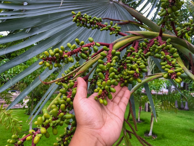 Photo cropped image of hand holding fruits on tree