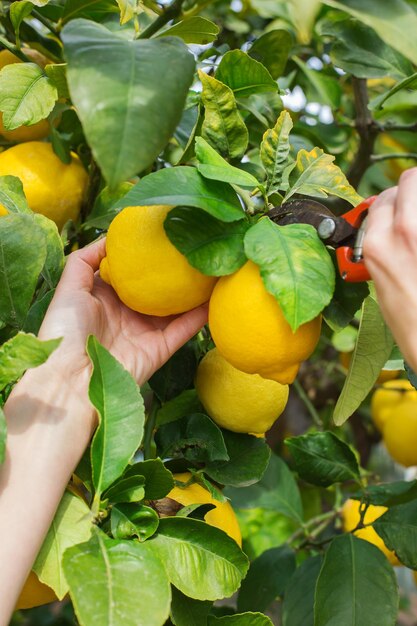 Cropped image of hand holding fruits