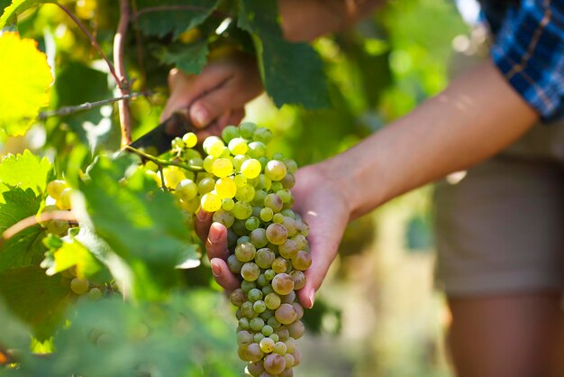 Cropped image of hand holding grapes