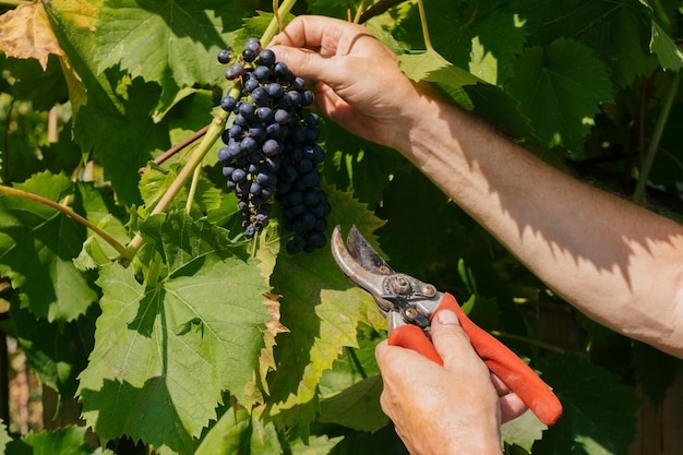 Cropped image of hand holding grapes