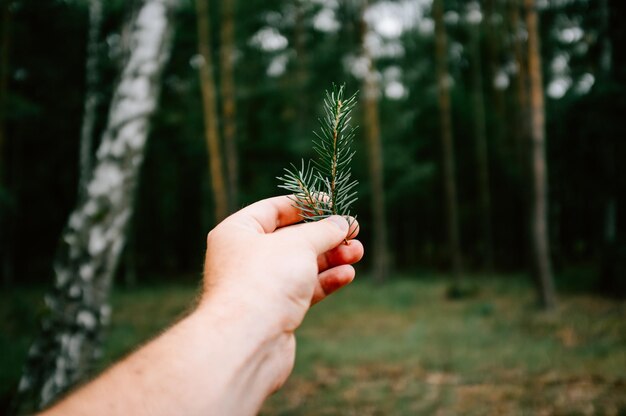 Photo cropped image of hand holding leaf