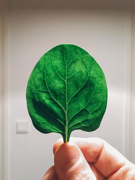 Cropped image of hand holding leaf