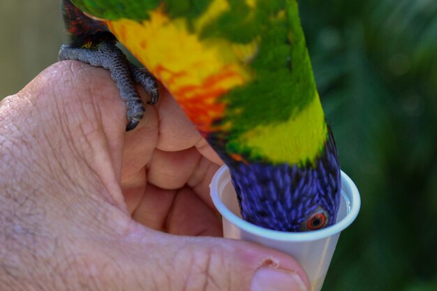 Photo cropped image of hand holding multi colored bird