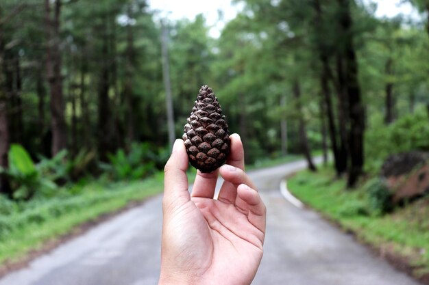 Foto immagine ritagliata di una mano che tiene una cono di pino contro gli alberi