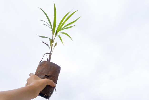 Cropped image of hand holding plant against white background