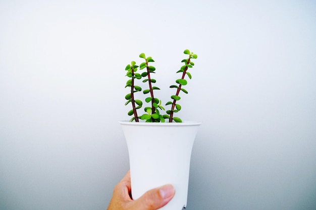 Photo cropped image of hand holding potted plant against white background