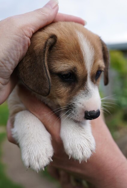 Foto immagine ritagliata di un cucciolo che tiene in mano