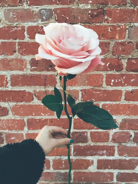 Foto immagine ritagliata di una mano che tiene una rosa contro la parete