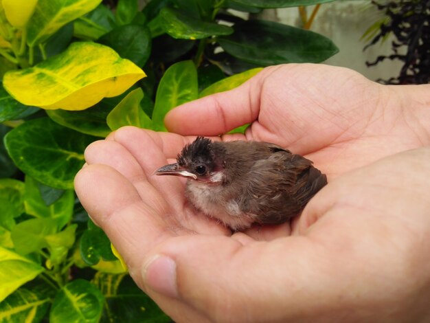 Foto immagine ritagliata di una mano che tiene un piccolo uccello