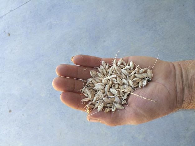 Photo cropped image of hand holding spelt over table