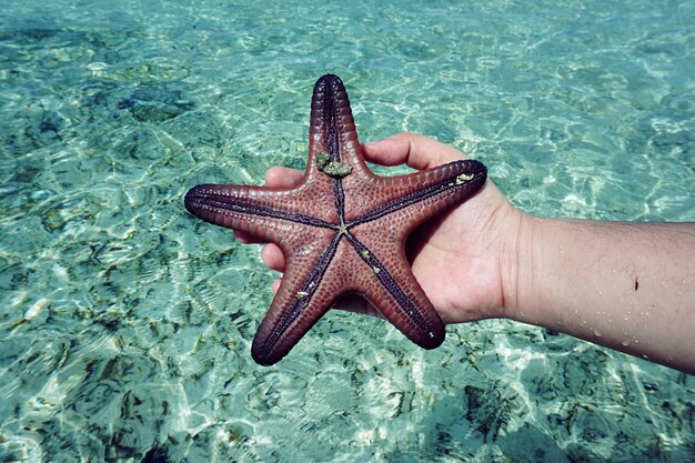 Foto immagine ritagliata di una stella di mare in mano