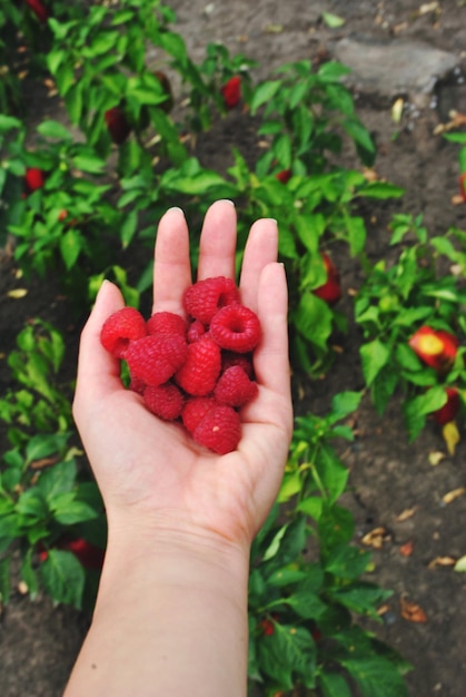 Photo cropped image of hand holding strawberries