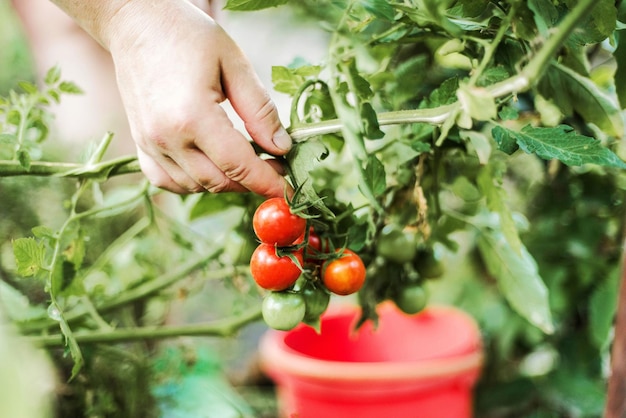 Photo cropped image of hand holding tomatoes plant