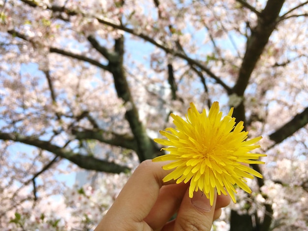 Foto immagine ritagliata di una mano che tiene un fiore giallo