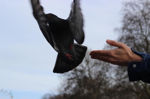 Cropped image of hand releasing pigeon against sky