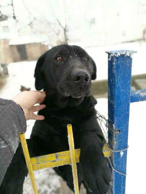 Photo cropped image of hand stroking black dog