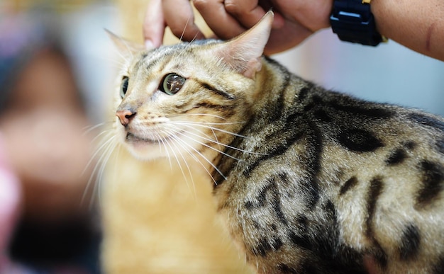 手を撫でている猫のカットされた画像