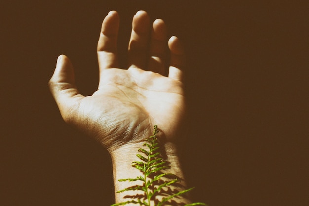 Photo cropped image of hand with fern