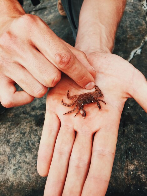 Photo cropped image of hands holding crab